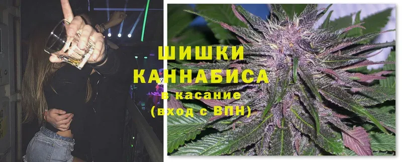 Каннабис сатива  Гатчина 